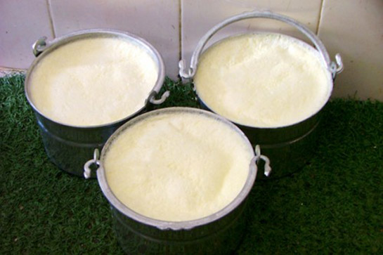 Koyun Yoğurdu Özellikleri ve Faydaları Nelerdir?